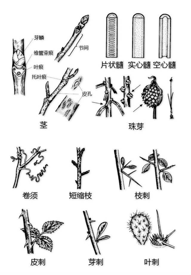 花的基本结构简图（教科书般的植物形态图解）