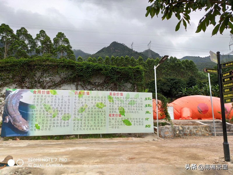 清远北江河边有个小渔村~白庙，还有个娃娃鱼养殖基地雪鲵庄园