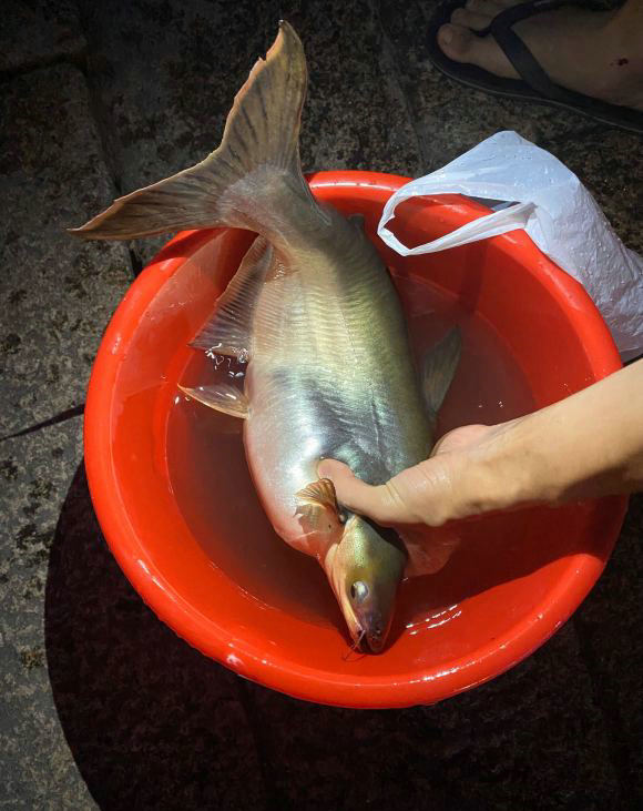 巨骨舌魚圖片鮰魚