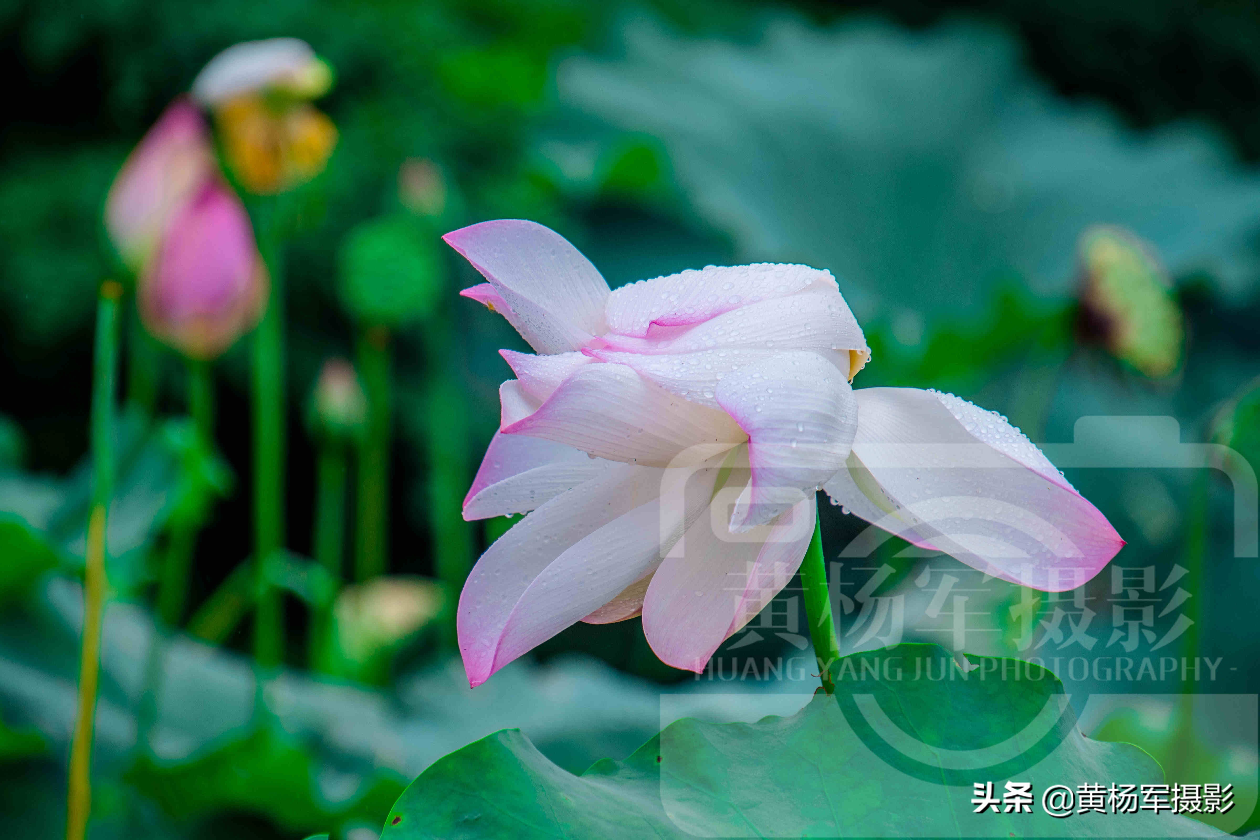 關於雨中荷花唯美的句子