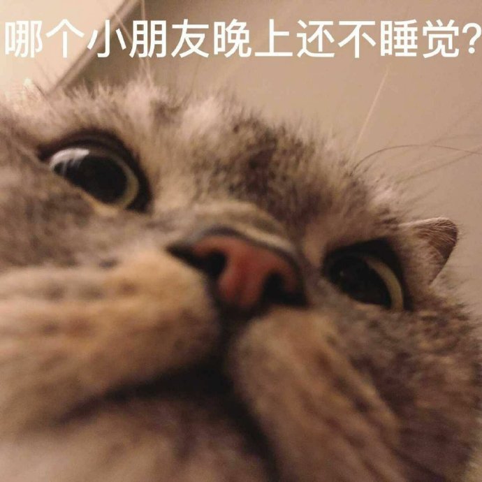 猫咪表情包合集｜我不和你天下第一好了