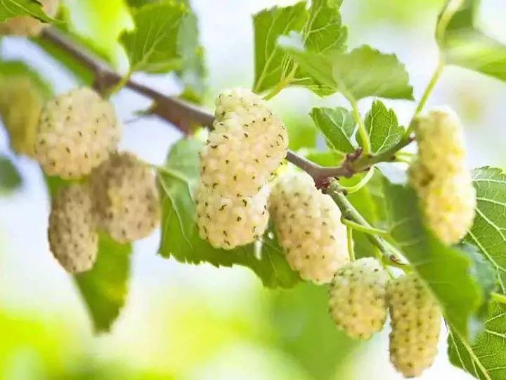 国内最好的桑葚产地在哪(桑葚的功效作用与生产季节)