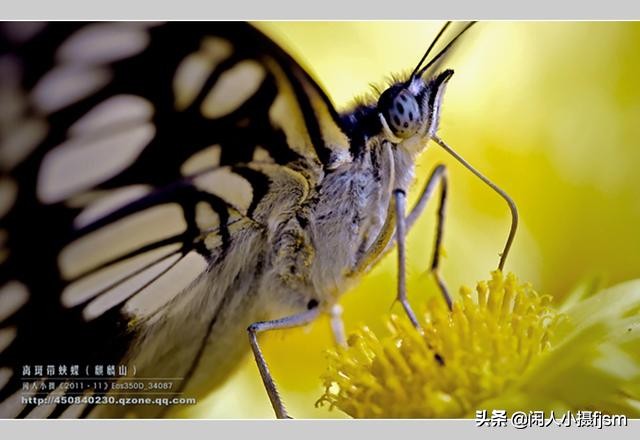 了解蝴蝶的特征与习性，拍好蝴蝶并不难，图说怎样拍摄好蝴蝶