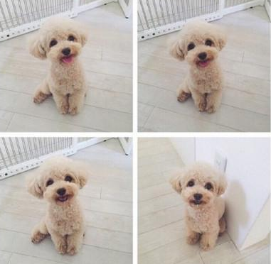 小型犬品种大全图片（十大适合家养的小型犬）