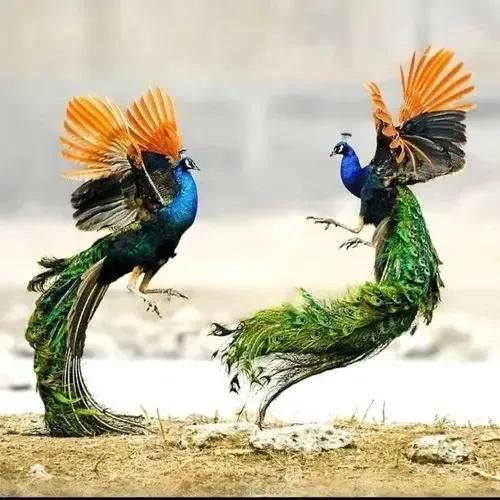 芳情雀艳若翠仙,飞凤玉凰下凡间