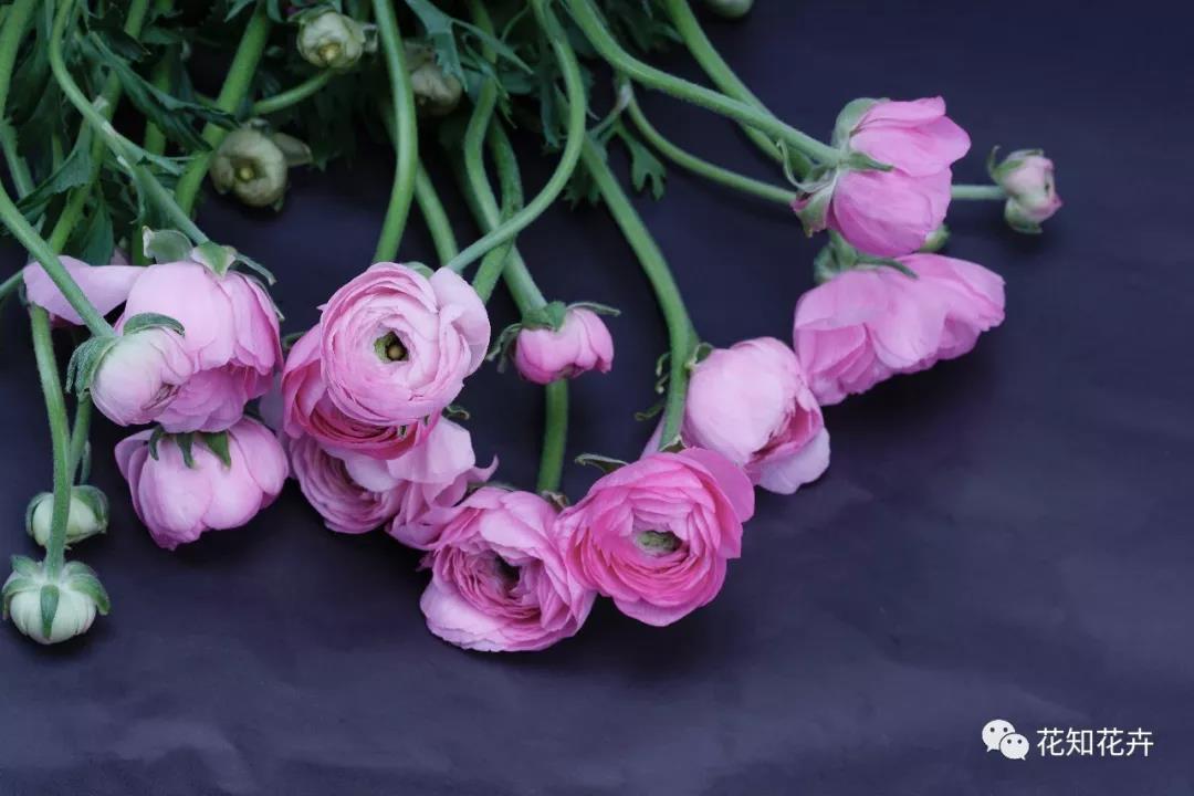 叫我“洋牡丹”？切，牡丹哪有我的花期长？