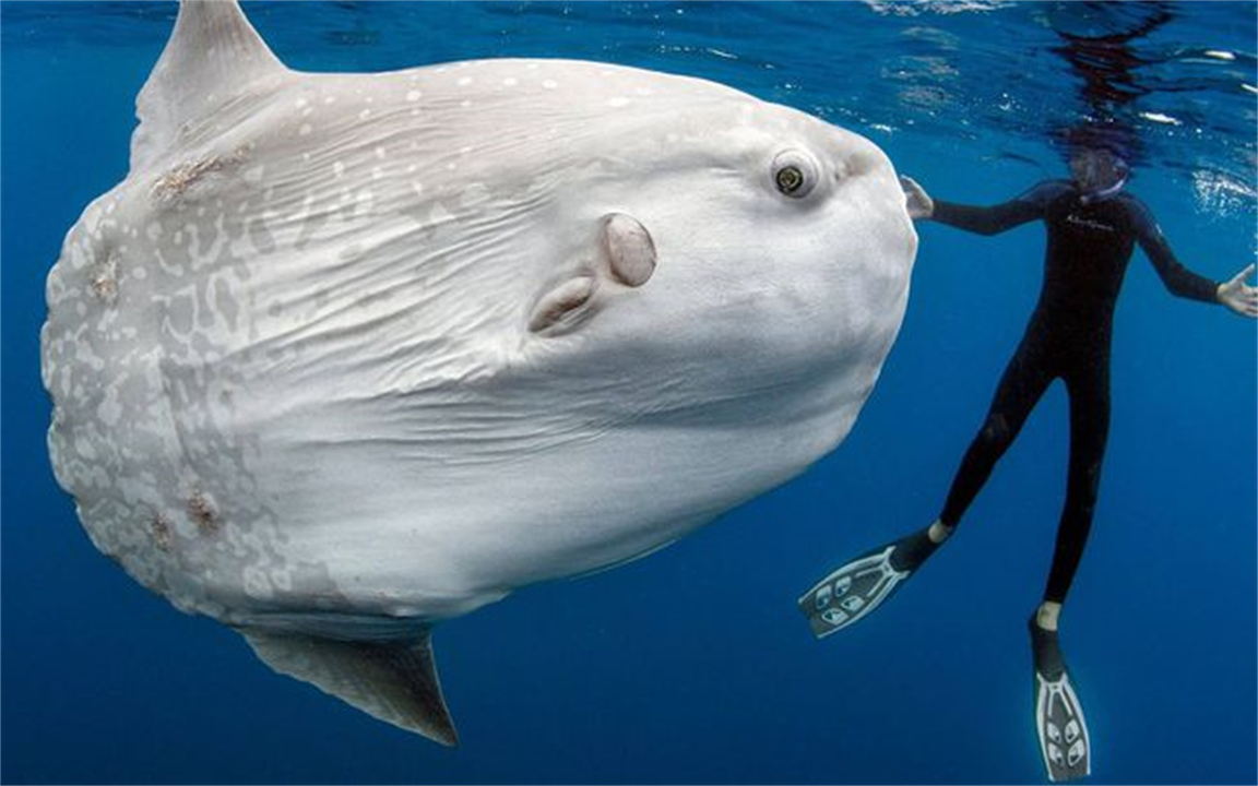 水滴鱼图片(被咬到也不会逃跑的翻车鱼) - 赤虎壹号