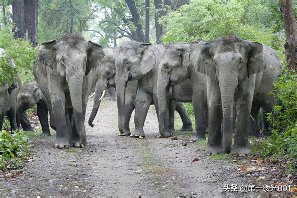 大象墓地电影剧情「解说」
