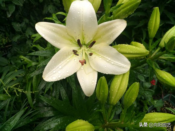 野百合的功效与作用(冬天养百合) - 行就行