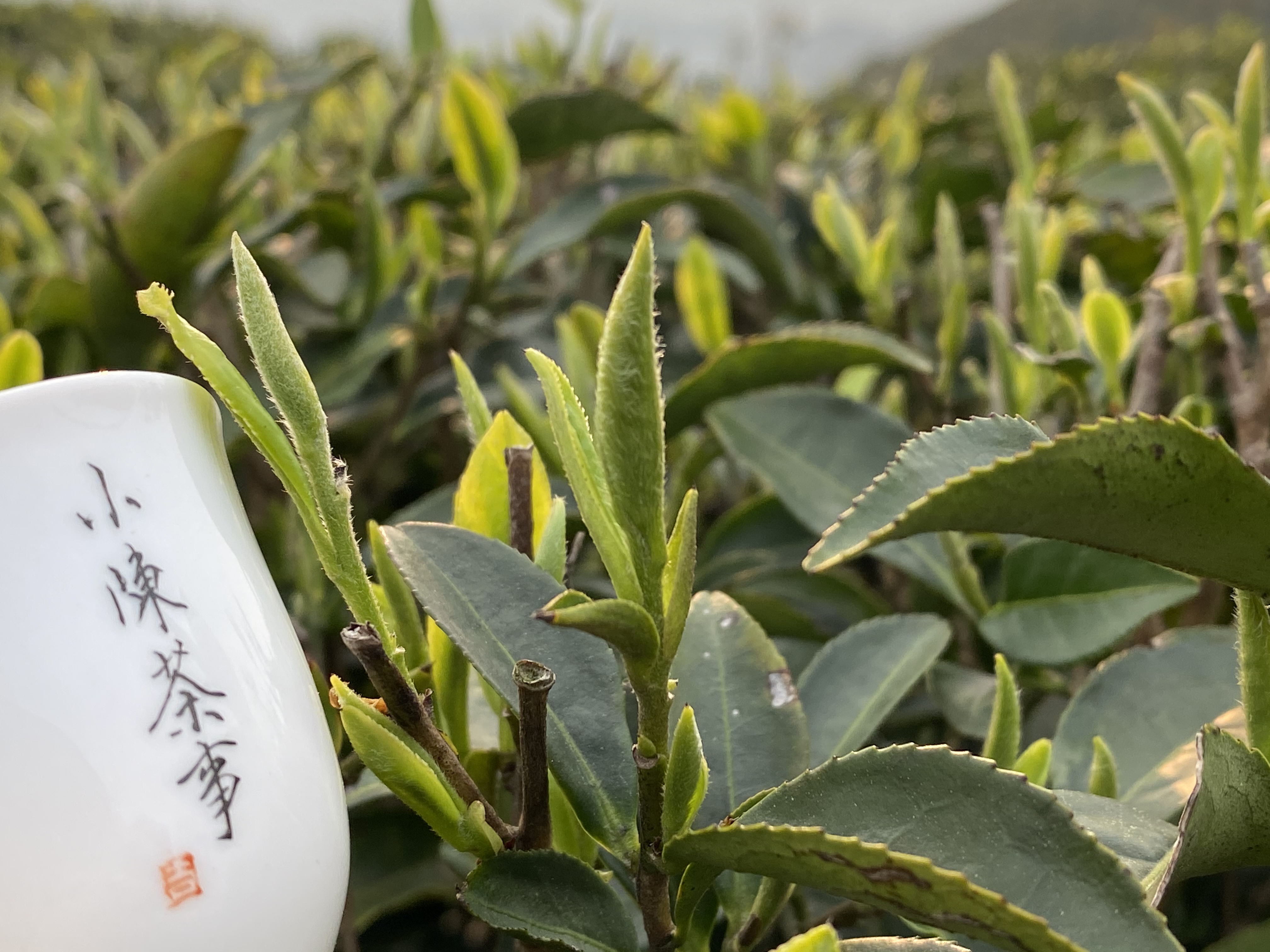 喝懂白茶的7个基础知识，看懂了以后，你喝茶可以少花很多心思