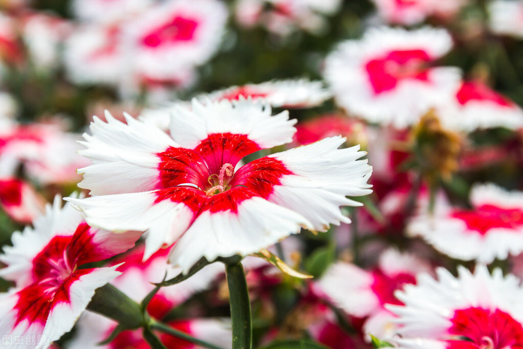 哪些草花特别耐开？这10种的确值得拥有，开300天问题不大