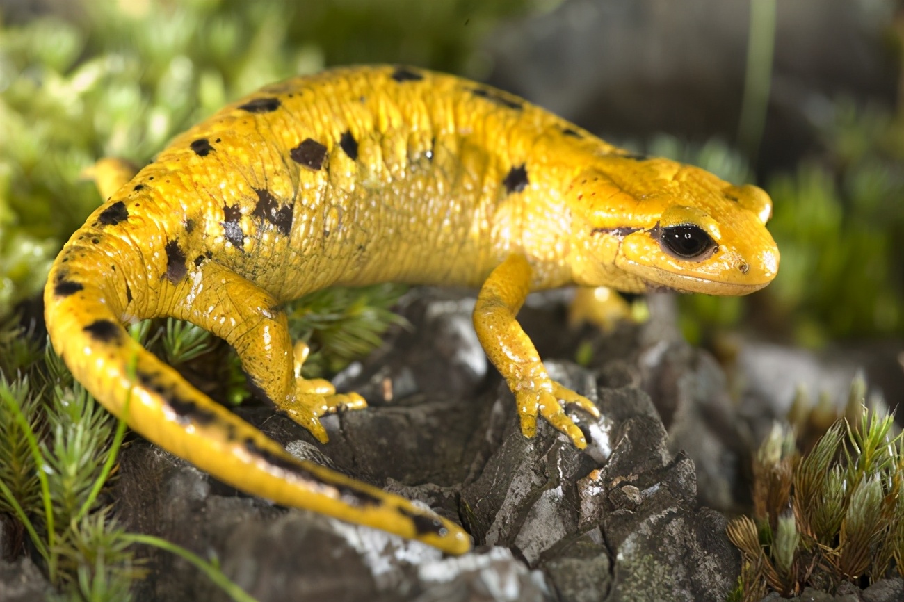 北京海关首次截获火蝾螈,外形有点吓人,并且还有毒