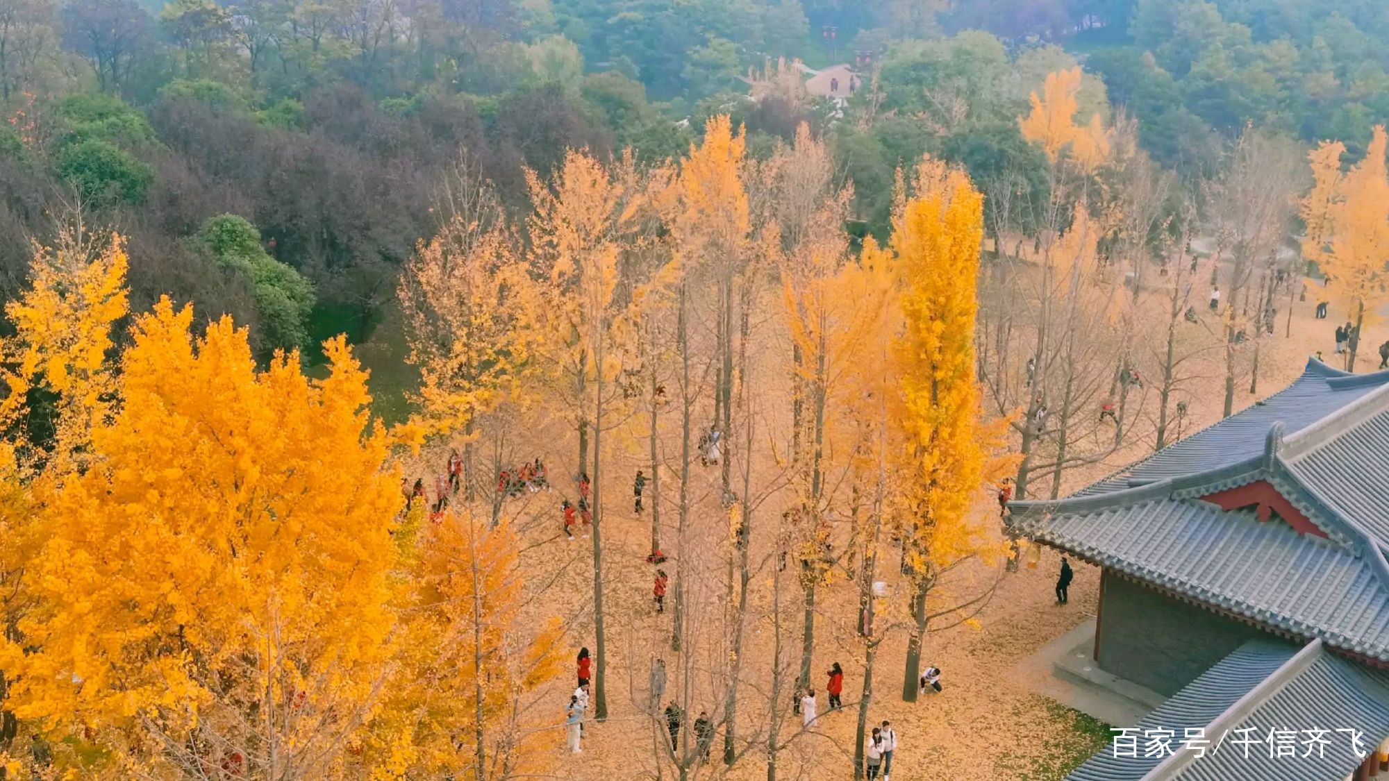 银杏花语、传说和旅游景点推荐：又是一年深秋季，银杏遍地撒金黄