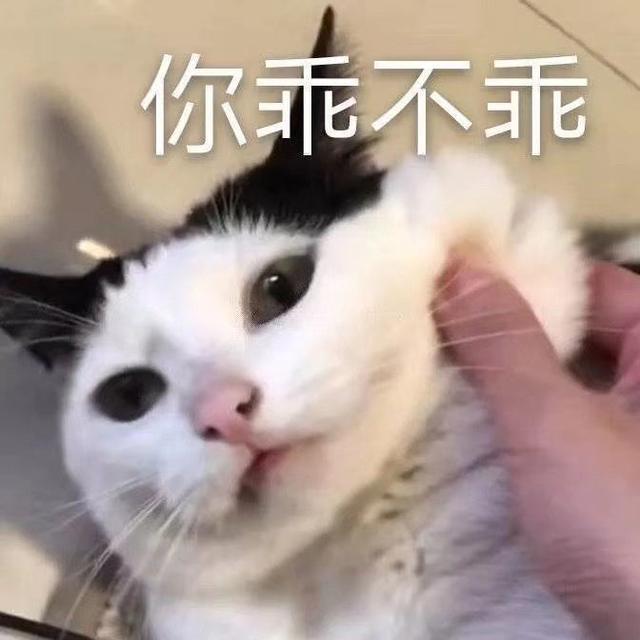 猫咪表情包合集｜我就是馋你的身子