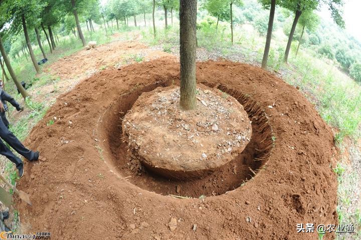 果树种植,果树种植管理方法