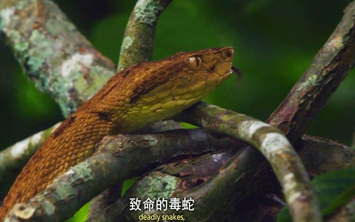 巴西蛇岛毒蛇能腐蚀人肉,一条最贵卖20多万