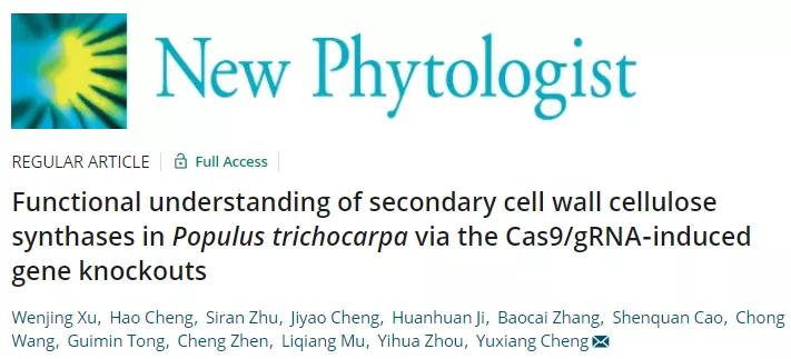 东北林业大学程玉祥团队揭示杨树次生壁纤维素合酶的新功能