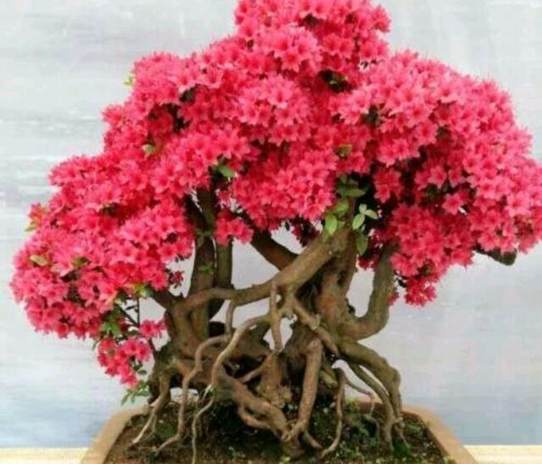 如是管理,方可保证顺利发出新枝,咱们说过映山红假活现象严重,第一年