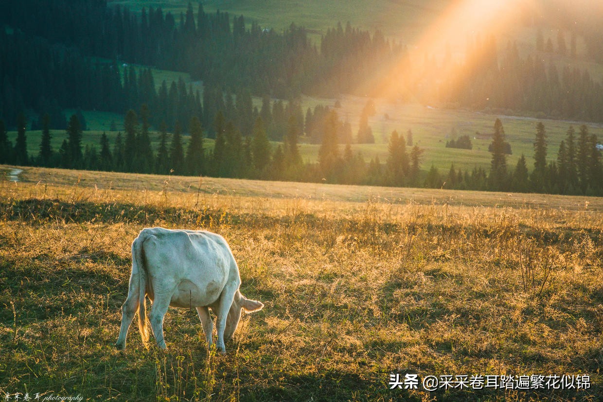 自驾新疆，夏秋伊犁怎么玩？快跟我云游发掘深度旅行小众目的地