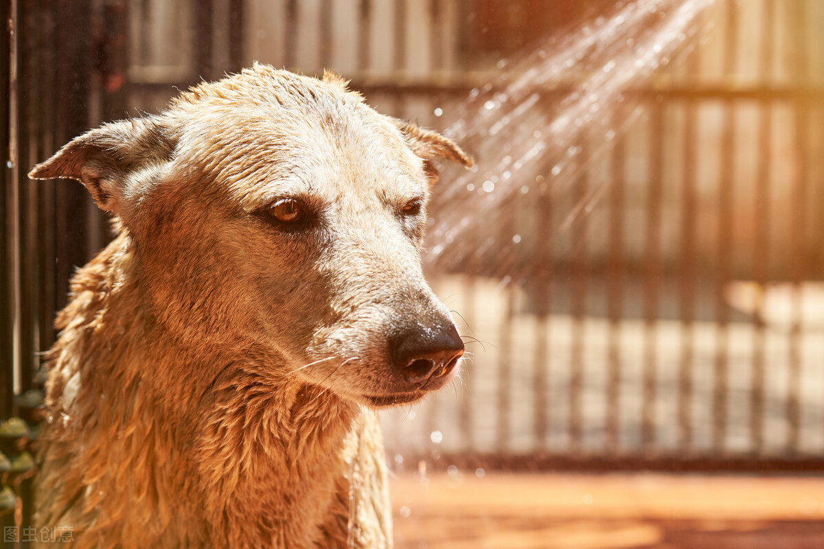 小狗幾天洗一次澡合適（狗狗多久一次澡才最合適呢）