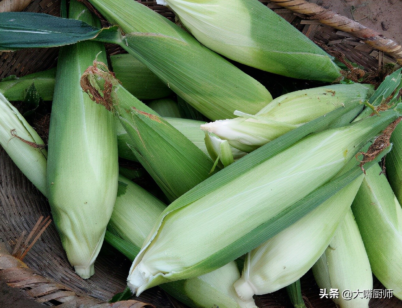 三北72玉米品种图片