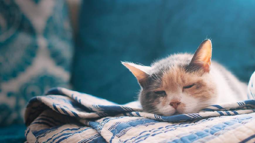 猫咪呕吐治救指南！这五种情况可能是患上了“致命疾病”