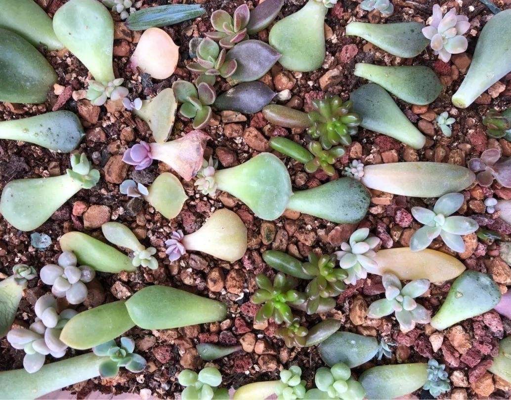 多肉植物扦插方法如下(多肉植物叶片扦插)-花卉知识网