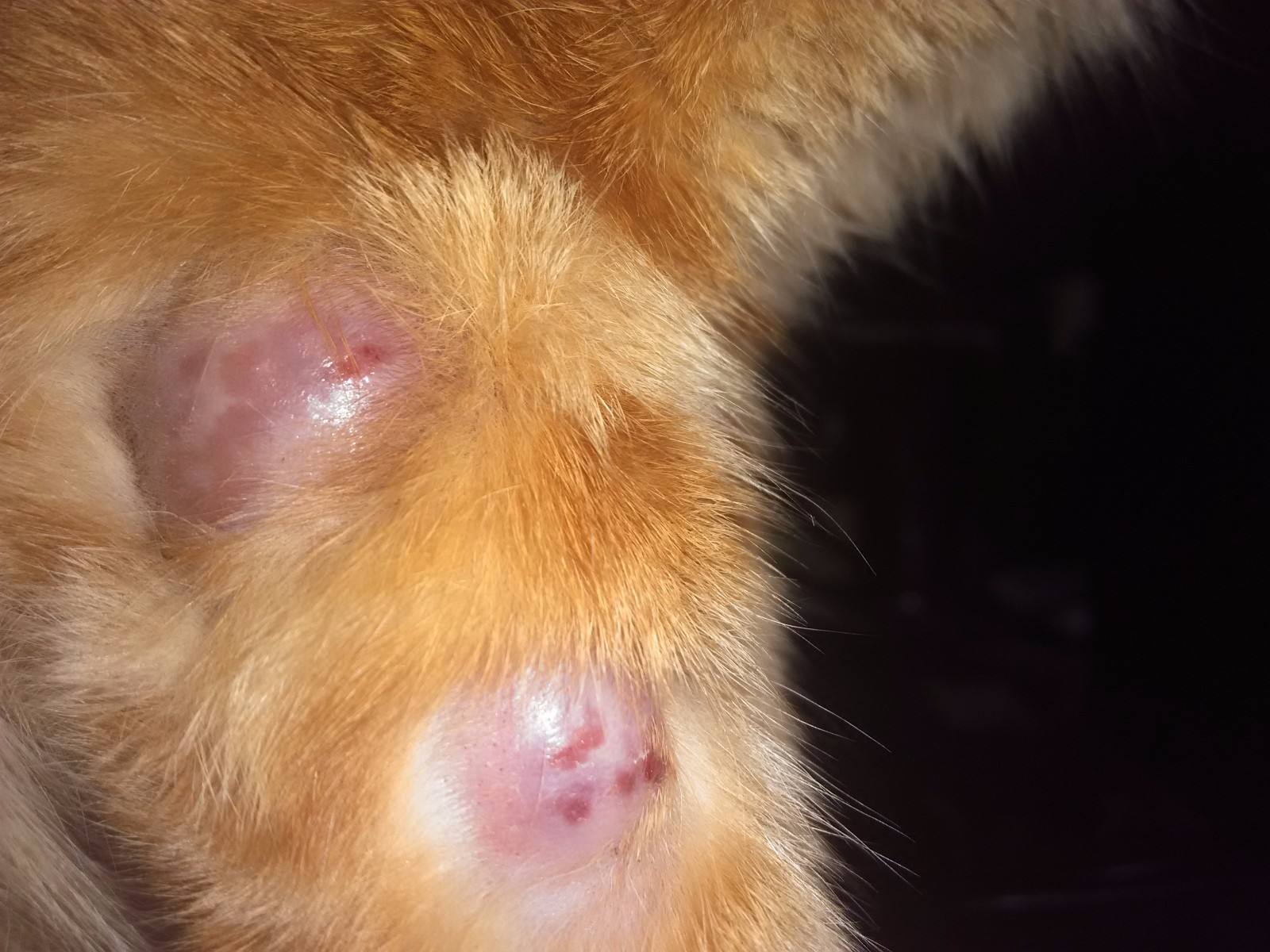 猫肚子上有凸起的小肉粒（猫咪肚子凸起可能是这三个原因）