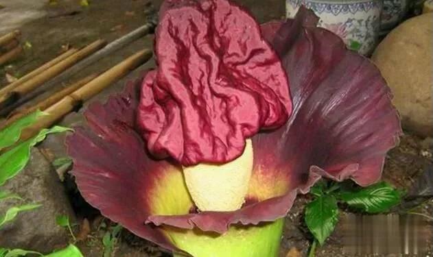 世界上最臭的花：魔芋花，有腐烂尸体的气味(尸臭魔芋)