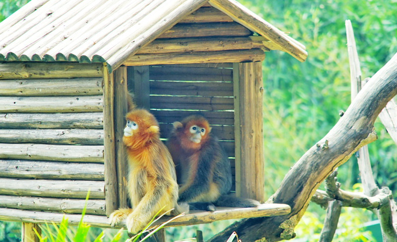 三天三夜欢乐长隆之旅（附攻略）