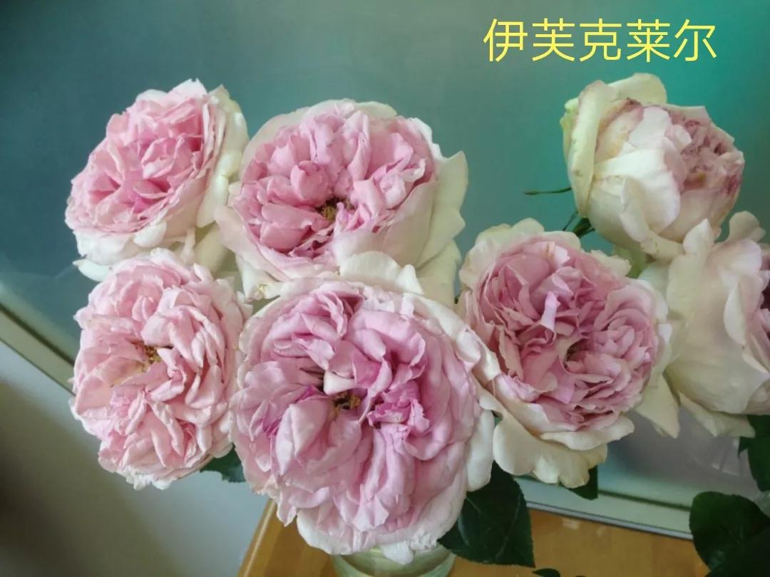 白荔枝玫瑰花语是什么（常见切花月季一览）