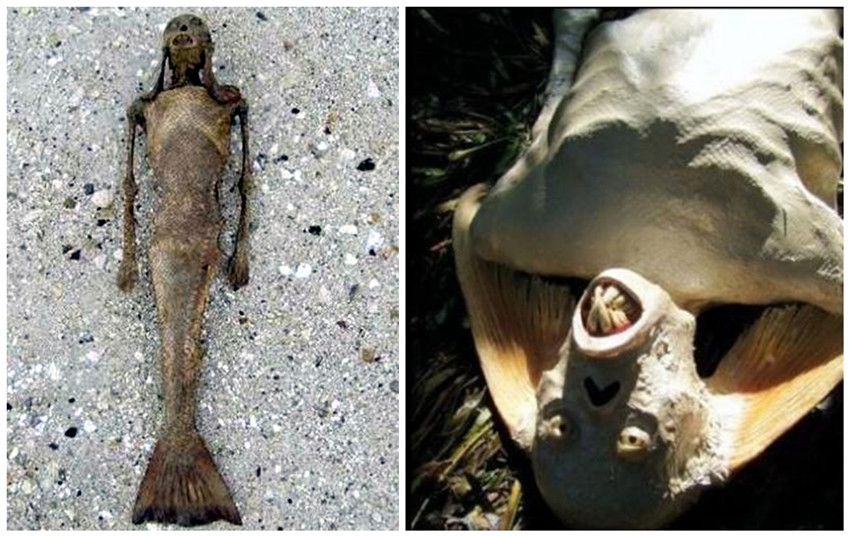 得有板有眼的海底人目击报告,比如前苏联潜艇甚至活捉了海底小绿人