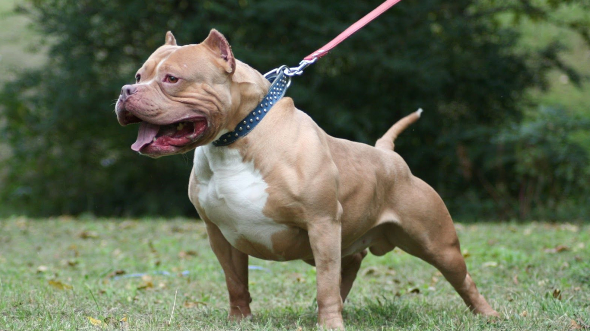 犬类品种大全图片(盘点世界上最强大的10种狗) - 赤虎壹号