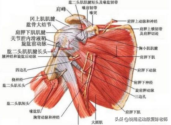 nba球员为什么练肩(肩膀为什么最容易脱臼？从凯文乐福的肩膀说起)