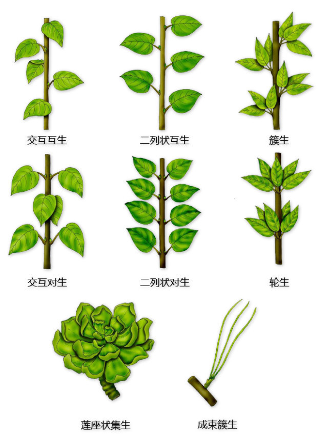 花的基本结构简图（教科书般的植物形态图解）