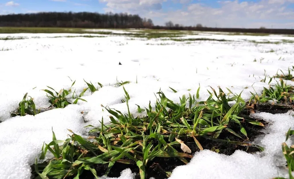 今年冬小麥管理的重點是什么？不是打野麥子，而是保幼苗安全越冬