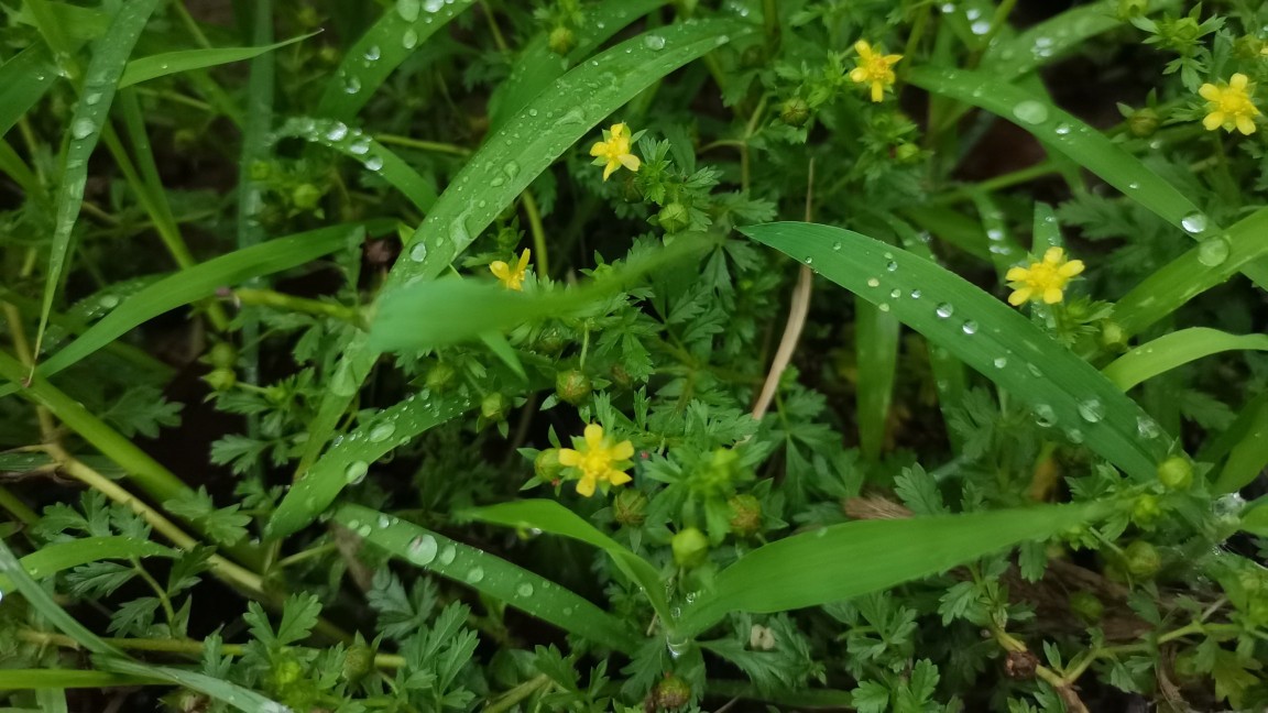 老鸹爪草作用与功效-我的快乐小窝