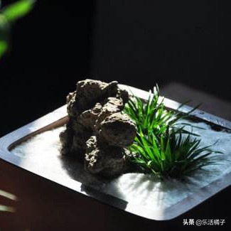 文房雅趣国学风：金钱菖蒲，花草四雅，家居养一盆旺财驱邪