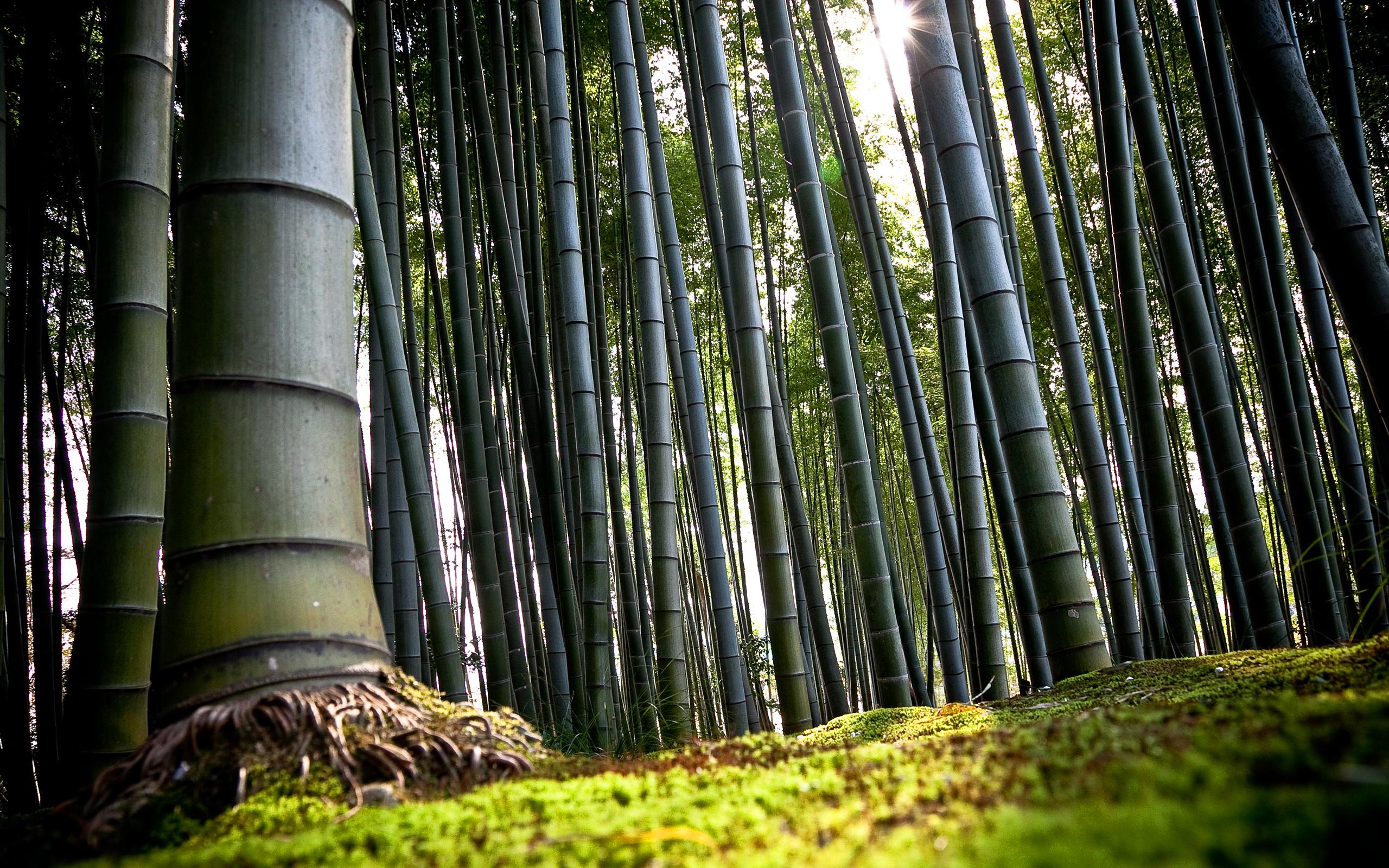 竹子生长速度（常见的植物竹子的生长里程讲解）