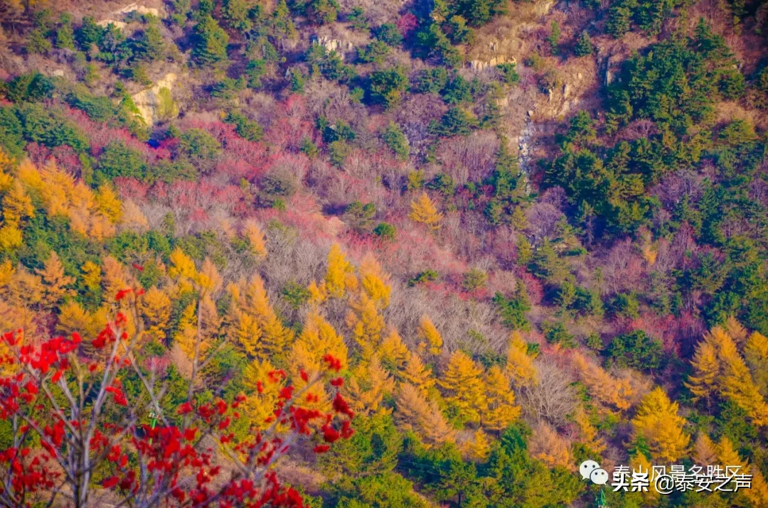 深秋泰山：一年好景君须记，最是橙黄橘绿时