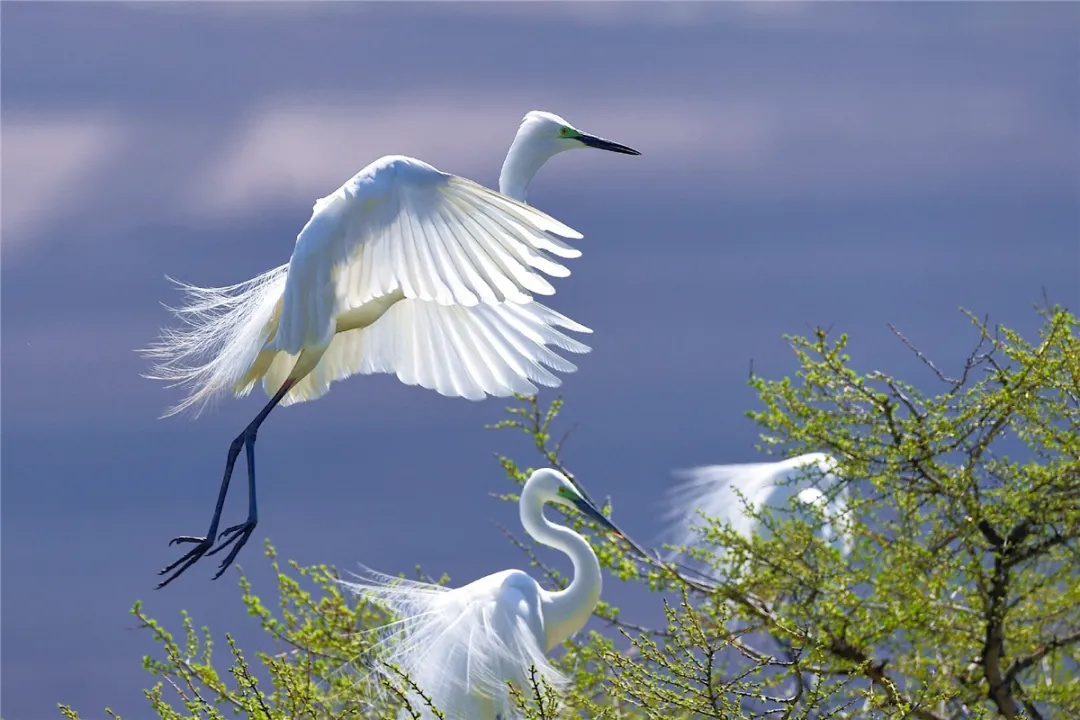 中国野生保护鸟类摄影专题作品欣赏001--白鹭