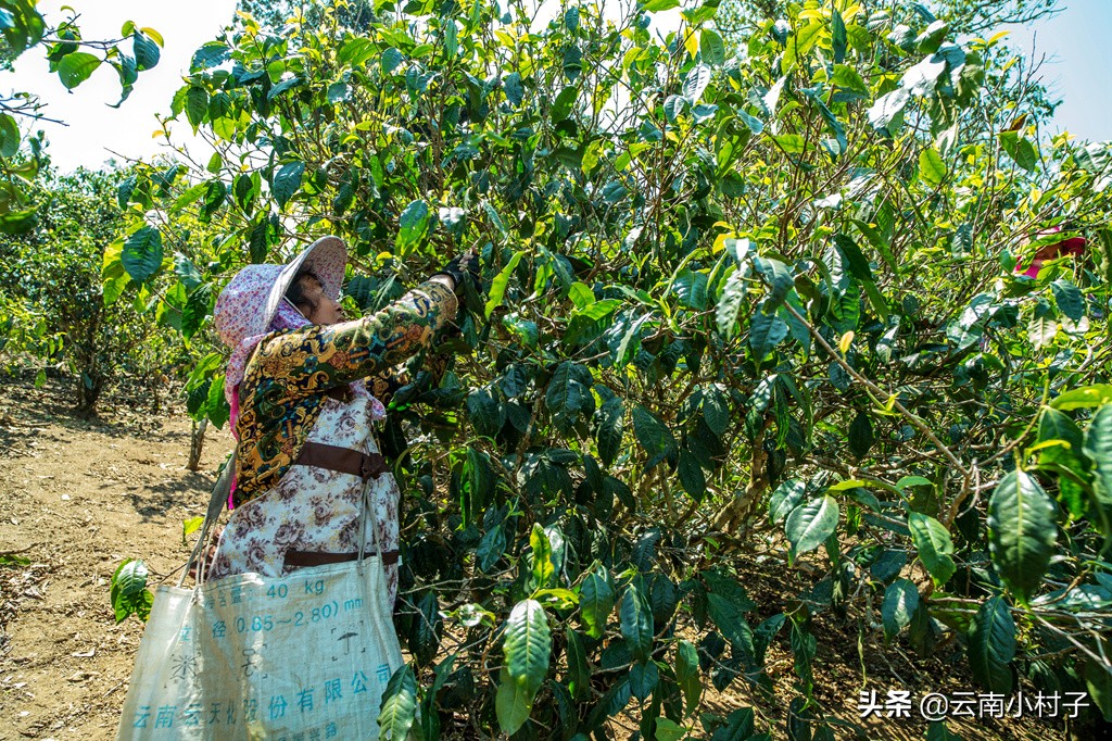 “普洱茶第一村”老班章，朝圣普洱茶之王