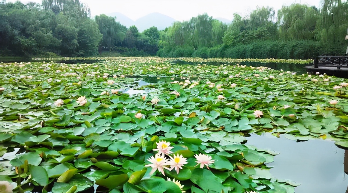 综合实力跃升全国前200！重庆这所高校研究成果获省部级及以上领导批示！