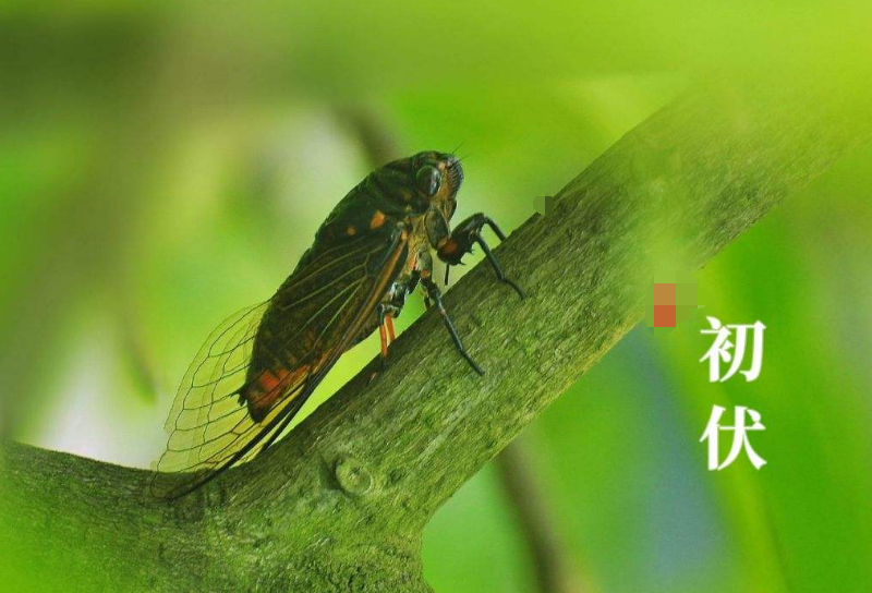 2020年三伏为啥有40天，什么时候开始入伏？为何三伏天又闷又热？