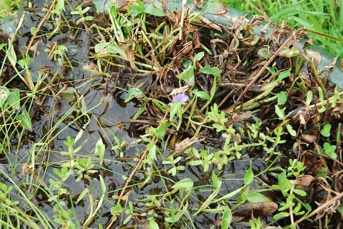鸭舌草,见过吗?清热解毒.用于肠炎,痢疾,咽喉肿痛,牙龈脓肿