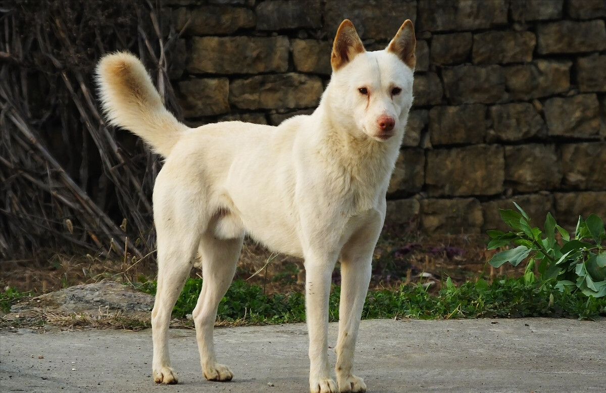 农村最忠诚的6种看家护院犬排行榜