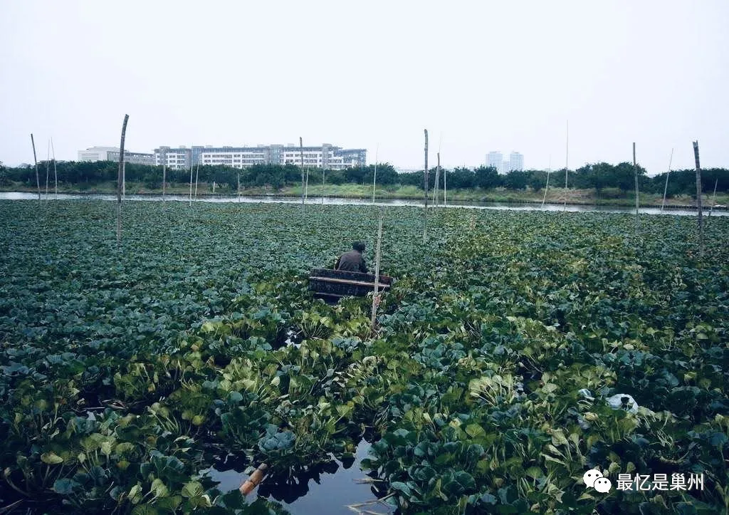 合肥风物：故乡的菱角