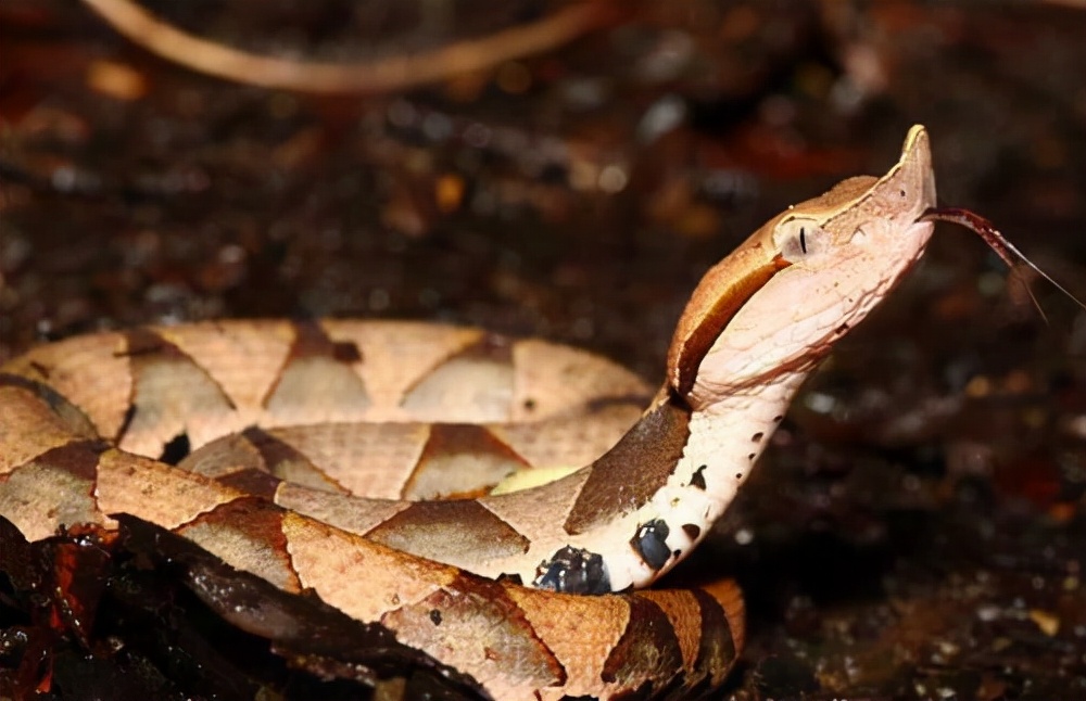 贵州蛇的种类图片图片