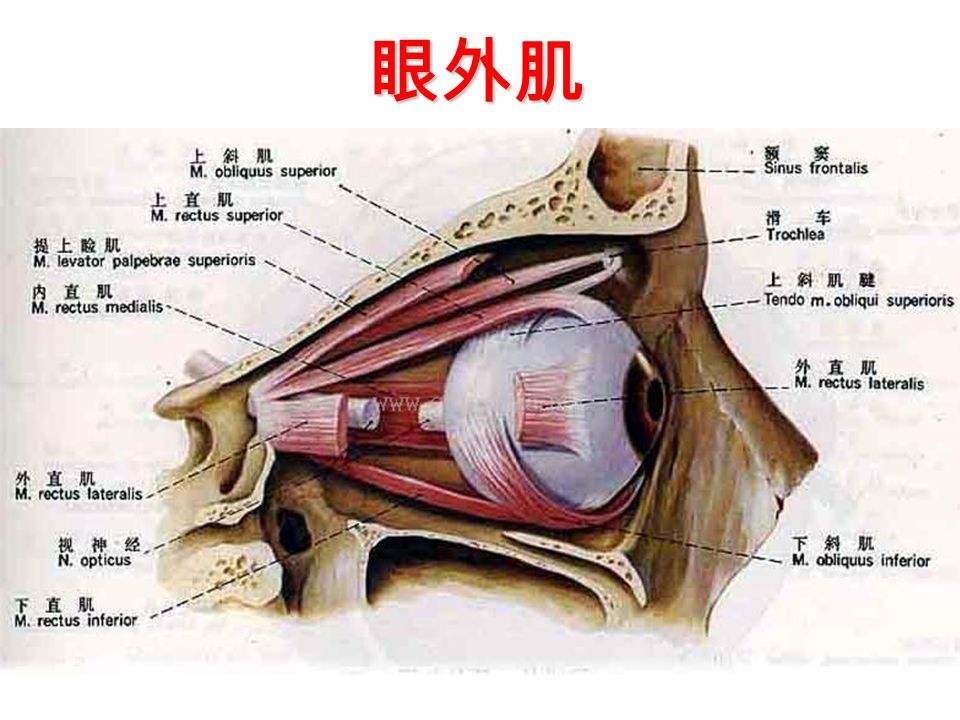“斜视”不全是眼睛的问题，也可能是神经系统出了毛病
