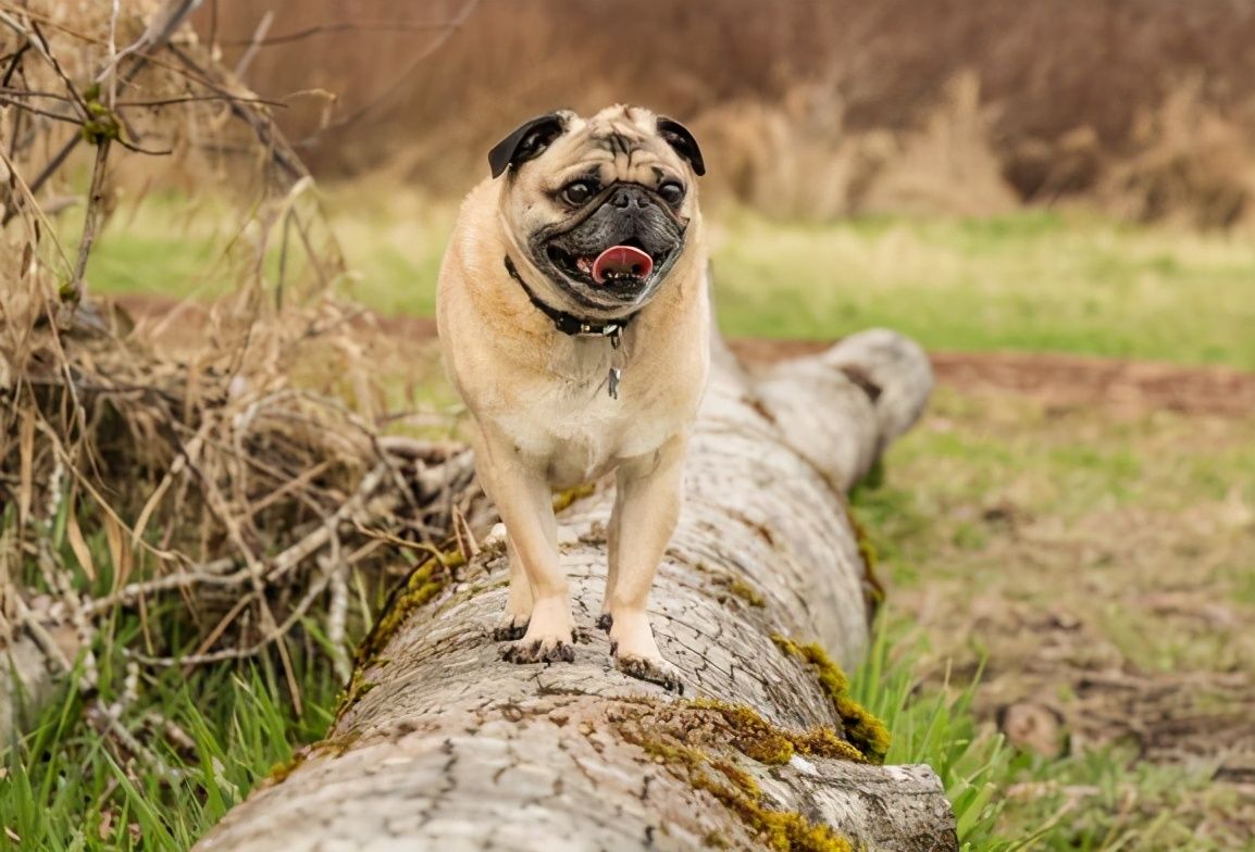 八哥犬图片(超实用) - 赤虎壹号